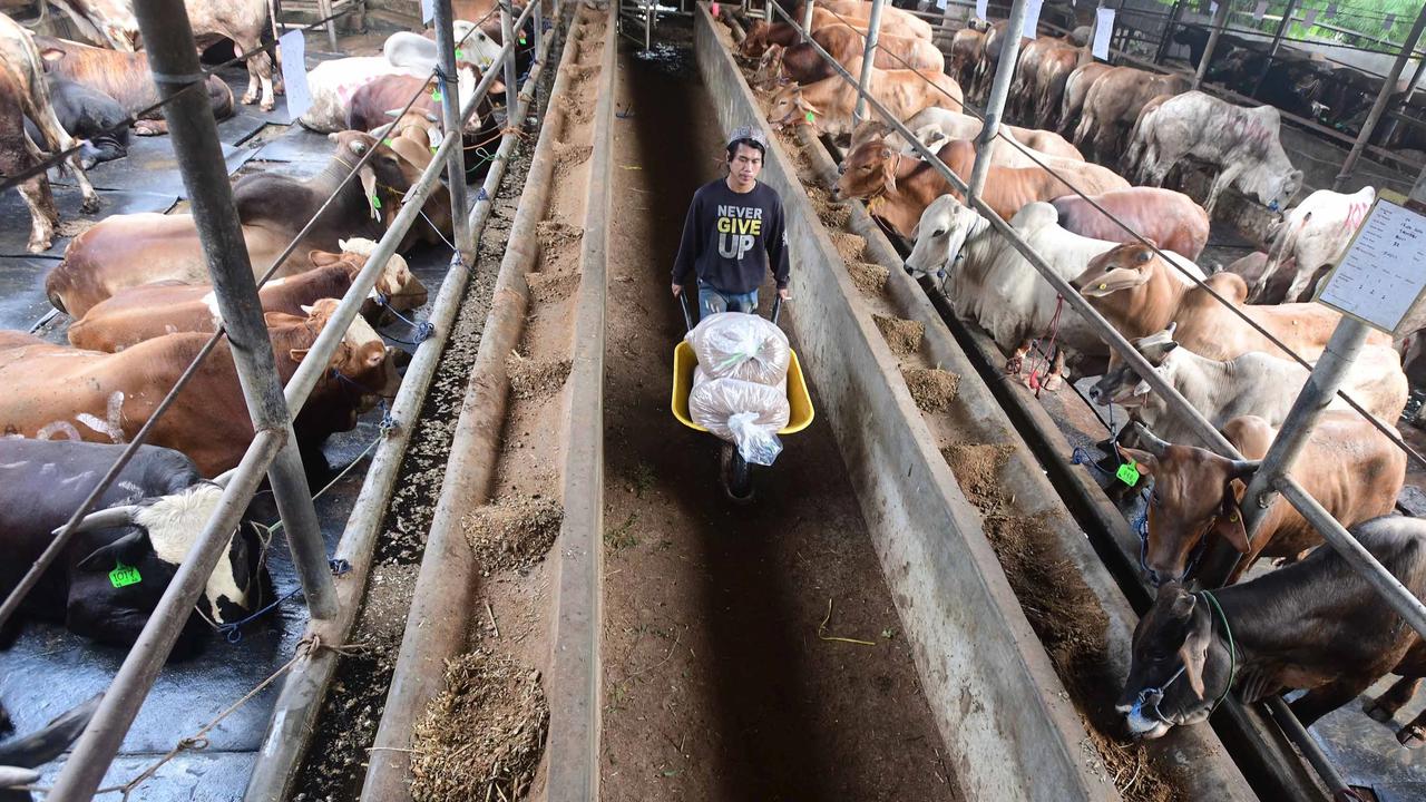 FOTO: Pemeriksaan Hewan Kurban Diperketat Jelang Idul Adha 1447 H