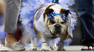 Bulldog bernama Stella berjalan diatas panggung dengan mengenakan kostum saat mengikuti kontes Drake Relays Beautiful Bulldog ke-38 di Des Moines, Iowa (23/4). Ajang ini adalah tradisi Drake Relays yang digelar setiap tahun.(AP Photo / Charlie Neibergall)