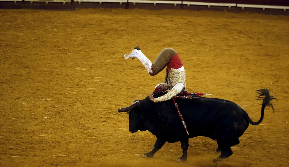 Seorang tim Alcochete Forcados terlihat di seruduk banteng di arena adu banteng Campo Pequeno di Lisbon, Portugal (1/10/2015). Forcados masih menggunakan cara tradisional Portugal menangkap banteng tanpa bantuan alat. (REUTERS/Rafael Marchante)