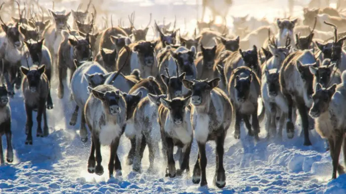 Rusa Kutub di Yakutia (Elena Besedina)