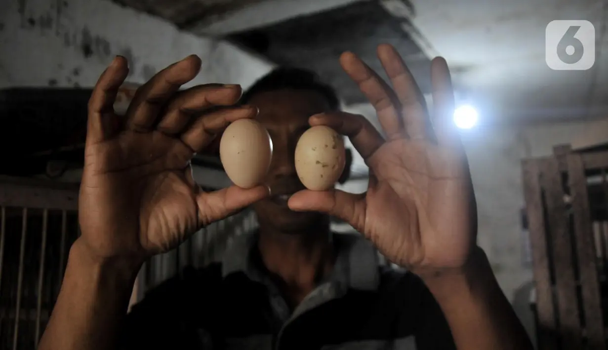 Safak menunjukkan telur ayam Cemani di peternakan rumahan kawasan Kedu, Kabupaten Temanggung, Jawa Tengah (27/2/2023). Keterbatasan wilayah populasi dan kentalnya mitos pada ayam Cemani yang kerap digunakan dalam ritual sejumlah tradisi Jawa ini membuatnya banyak diburu. (merdeka.com/Iqbal S Nugroho)