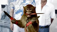 Sekelompok monyet telah terlatih untuk unjuk ketrampilan menyambut Tahun Monyet Api. 