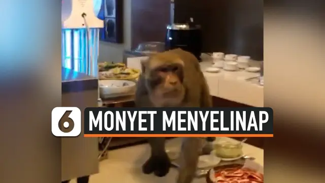 MONYET MENYELINAP