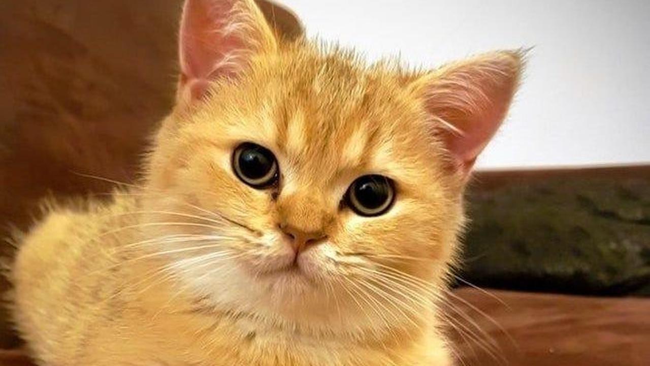 Penelitian: Bulu Kucing Bisa Jadi Bukti Penting dalam Penyelidikan Kasus Kejahatan