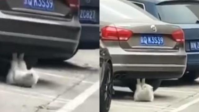 Kucing Ini Lakukan Gerakan Tak Terduga Di Bawah Mobil Bikin Geleng Kepala Hot Liputan6 Com