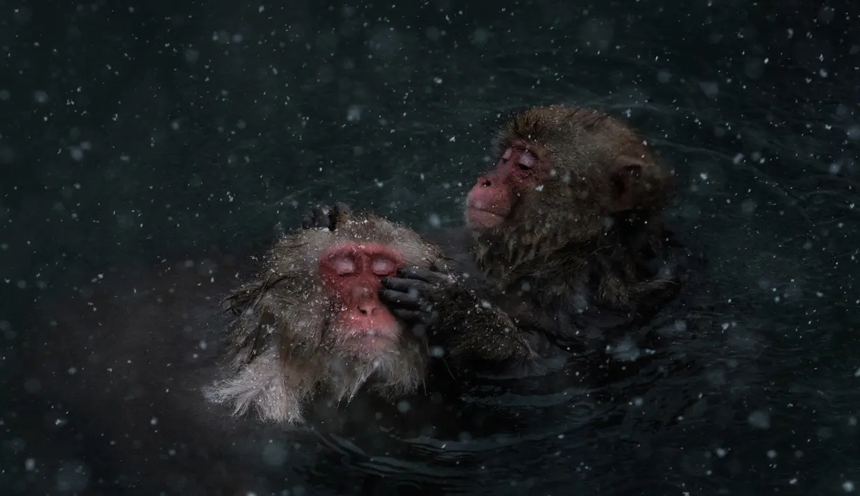 Monyet salju mencari kutu temannya saat berendam air panas di Jigokudani Monkey Park, Prefektur Nagano, Jepang, Senin (18/1). Taman ini memiliki satu kolam air panas buatan manusia yang selalu dikerumuni monyet salju liar. (AFP PHOTO/Yasuyoshi CHIBA)