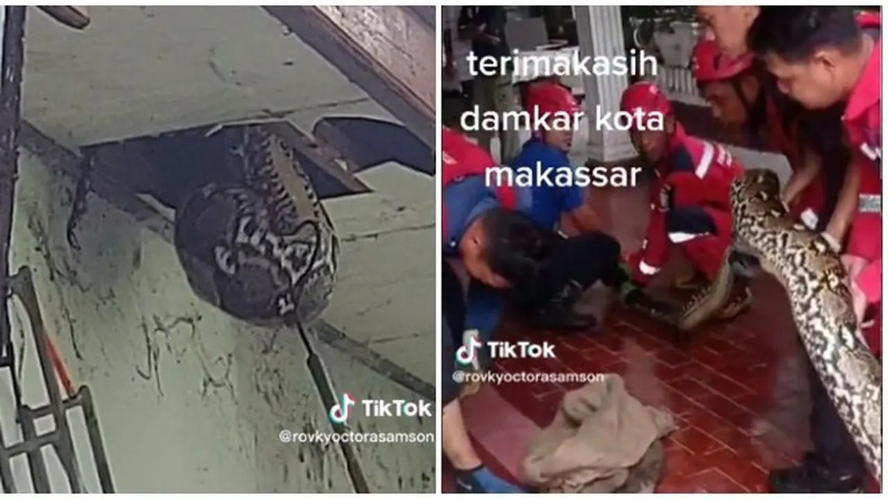 Bikin Geger, Penemuan Ular Raksasa 6 Meter di Plafon Rumah Ini Viral