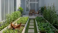 10 Cara Membuat Kebun Pakan Ayam di Pekarangan Sempit, Praktis dan Hemat Biaya