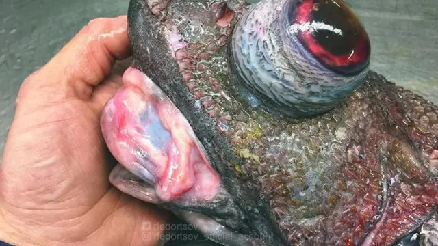 Bikin Merinding, Nelayan Rusia Tangkap Ikan Monster Mengerikan