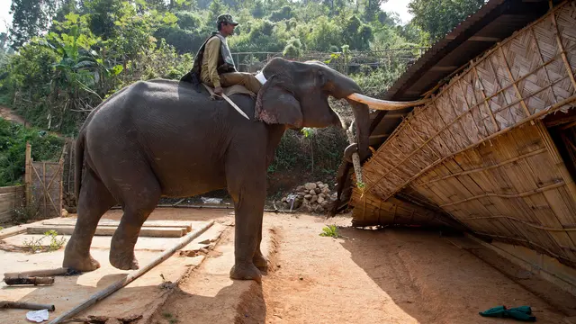 Pasukan Gajah Diterjunkan untuk Gusur Rumah di Kawasan Hutan Lindung