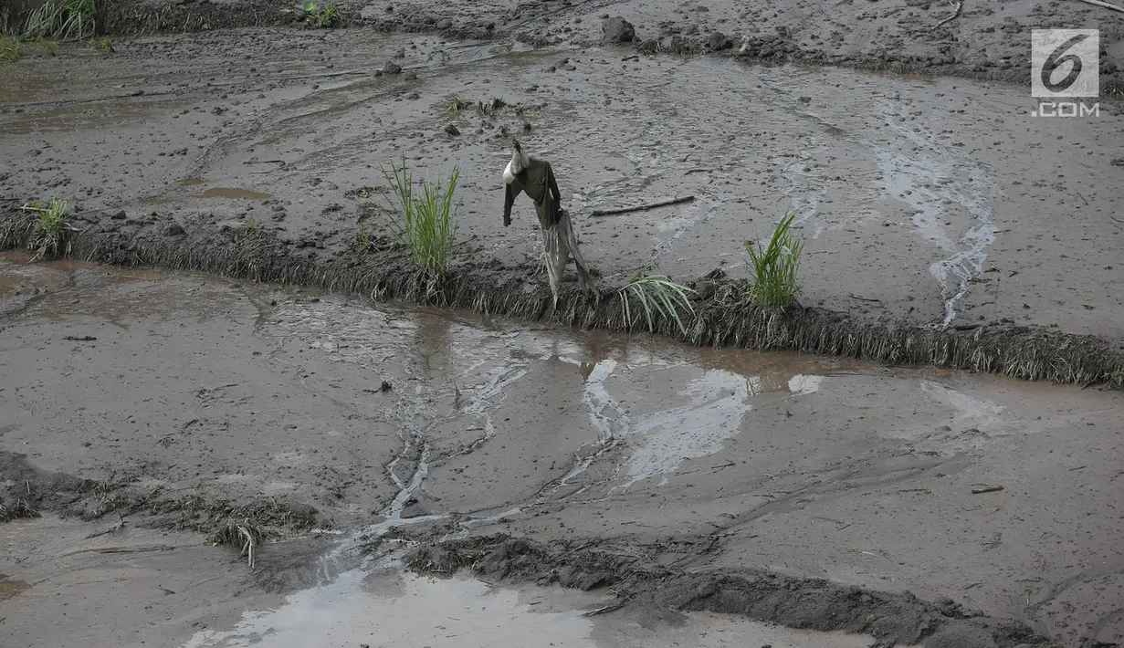 Pemandangan lahar dingin disertai lumpur pekat menutupi sawah di sekitar Sungai Yeh Sah di desa Rendang, Karangasem, Bali, Rabu (6/12). Lahar dingin tersebut keluar dari sepanjang hulu Gunung Agung. (Liputan6.com/Immanuel Antonius)
