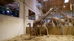 Bayi jerapah 'Melman' berdiri di samping ibunya 'Binti' di dalam kandang mereka di Kebun Binatang The Beauval di Saint-Aignan-sur-Cher, Prancis barat, Selasa (13/7/2021). Melman yang lahir pada 11 Juli lalu sudah memiliki tinggi 170 cm dan berat 55 kilogram. (Guillaume SOUVANT / AFP)