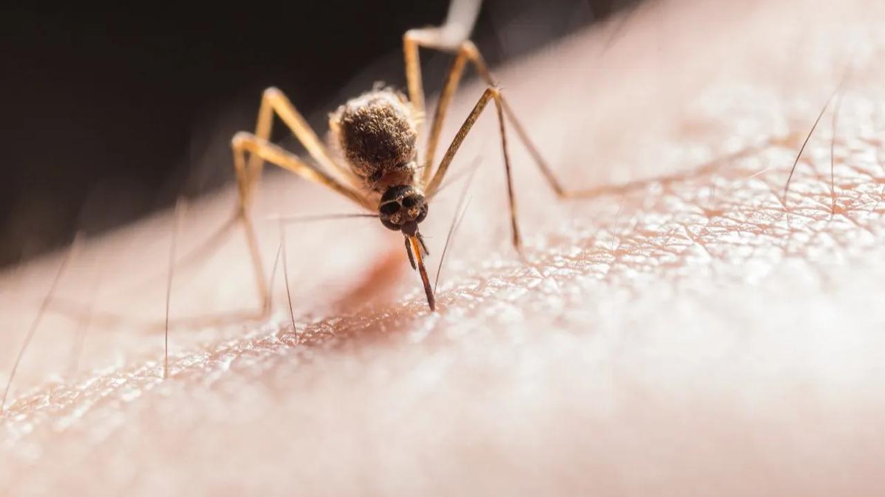 Menurut Nadia, hasil penelitian juga menunjukkan bahwa bakteri wolbachia tidak menginfeksi manusia atau vertebrata lain dan tidak menyebabkan manusia atau hewan menjadi sakit.<br>