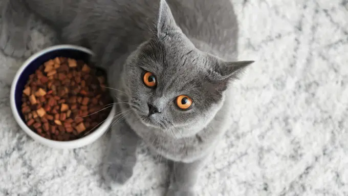 Cat Food Berisiko Apek, Begini Cara Tepat Menyimpannya
