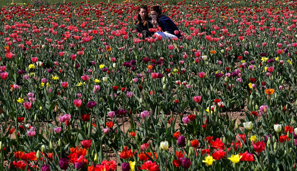 Dua orang berselfie diantara bunga tulip di Cornaredo, Italia, (29/3). Pasangan ini menanam 250.000 tulip dari 183 varietas yang berbeda untuk menciptakan tradisi Belanda. (AP/Antonio Calanni)
