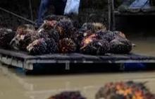 Gandeng Perusahaan Malaysia, PTPN VI Olah Limbah Cair Sawit Jadi Compressed Biomethane Gas