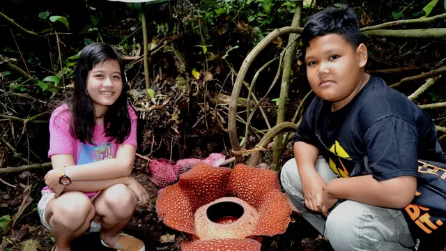 Rafflesia Langka Mekar Di 2 Kabupaten Bengkulu