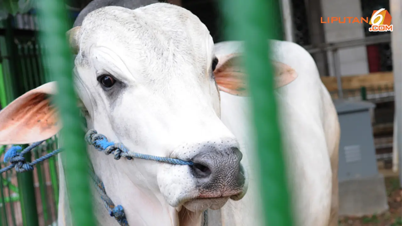 sapi-sby131014c.jpg