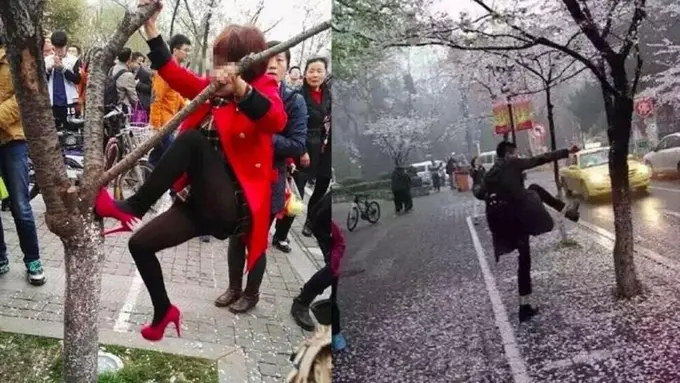 Memanjat Pohon Ceri, Wisatawan China Ditertawakan Media Jepang