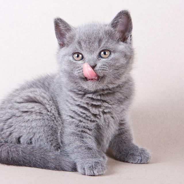 Ketahui Penyebab Kucing Terus Berliur Dan Kapan Harus Ke Dokter Ragam Bola Com