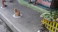 Viral Potret Kucing-Kucing Lakukan Physical Distancing, Bikin Gemas