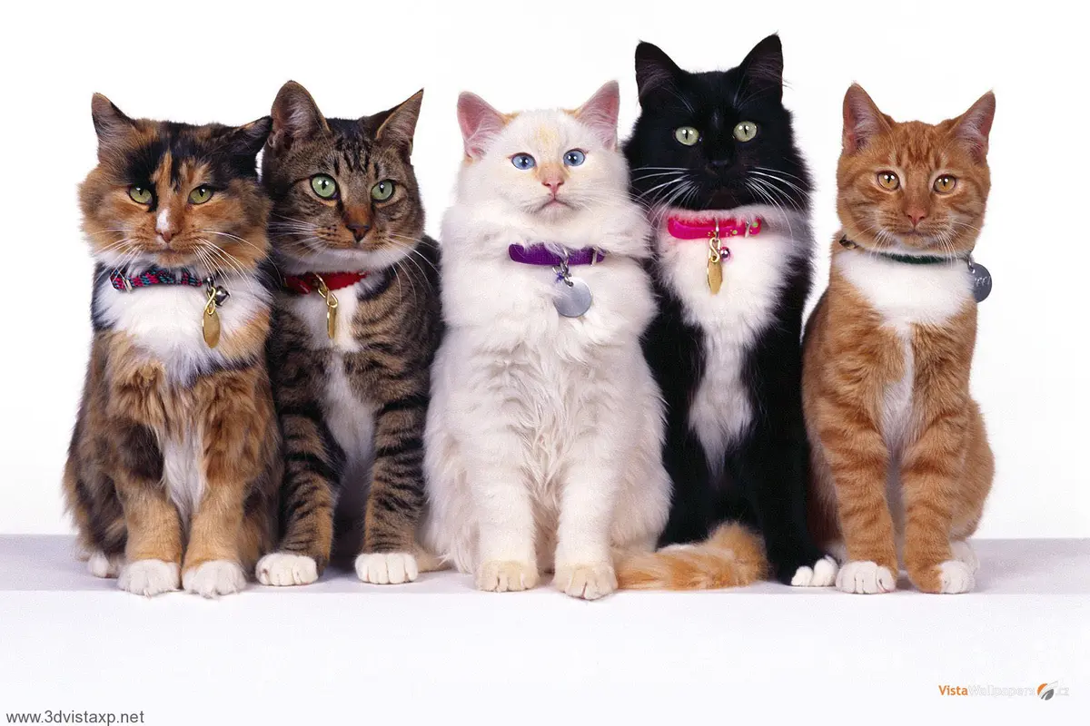 10 Alasan Kenapa Pelihara Kucing Menguntungkan