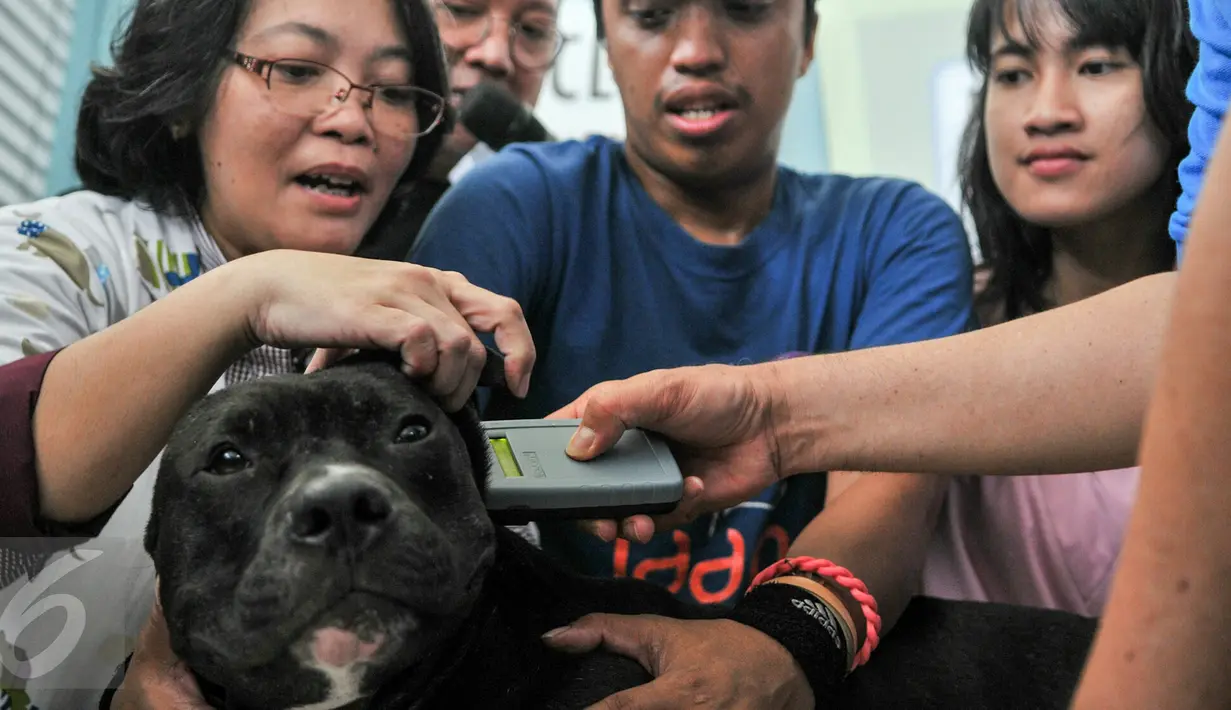 Seekor anjing saat dipasangi microchip di Balaikota, Jakarta, Minggu (7/2). Melalui microchip diharapkan pengembangbiakan hewan dan penyakitnya dapat terkontrol karena datanya langsung terhubung dengan smartcity. (Liputan6.com/Yoppy Renato)