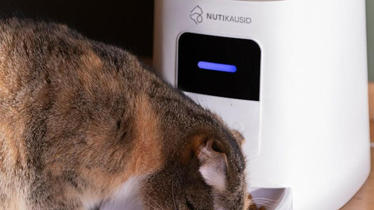 Tips Membuat Kucing Tetap Nyaman di Rumah Sendirian ketika Ditinggal Liburan