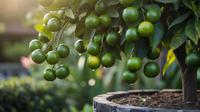 tips pohon jeruk nipis berbuah lebat (generated with AI)