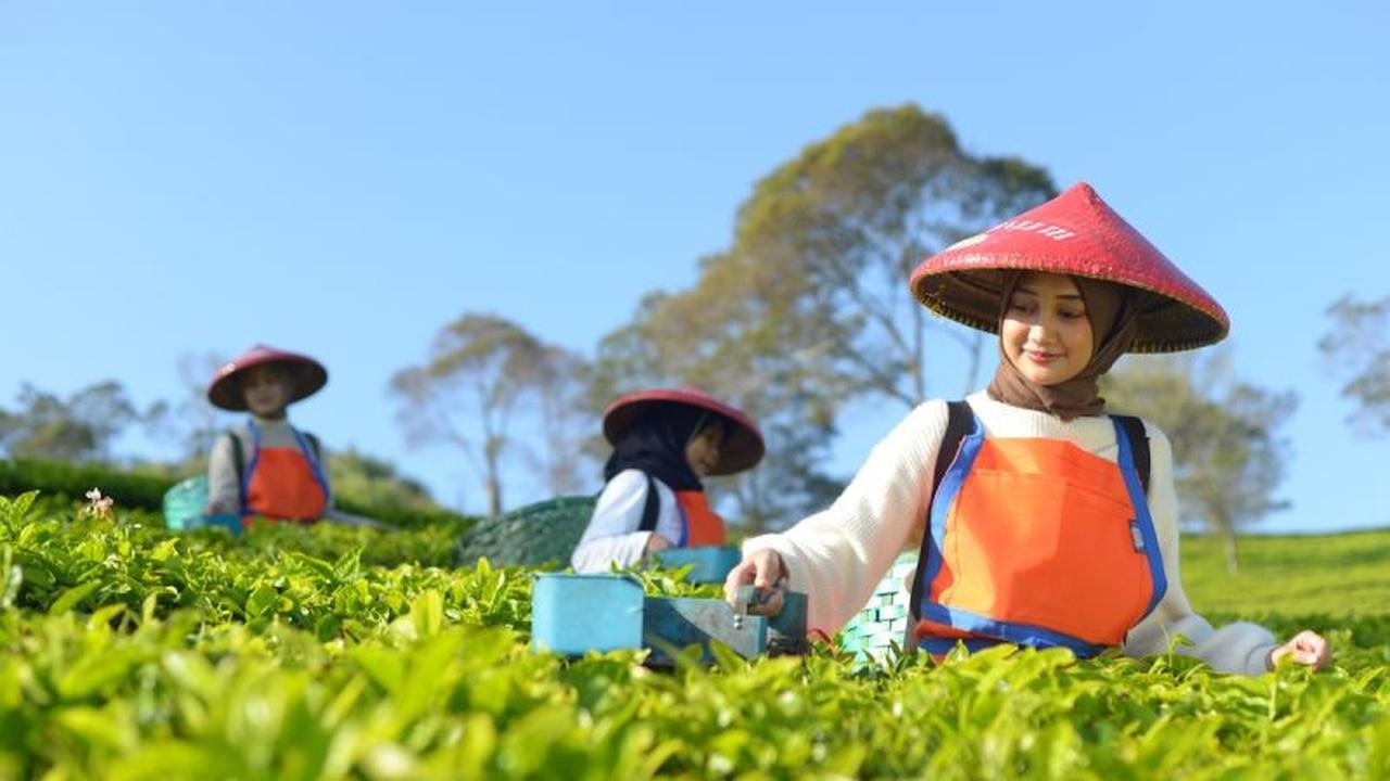Hilirisasi Teh PTPN I: Bidik Pasar Eropa dengan Produk Premium