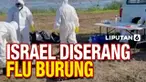 Di tengah pandemi Covid-19 yang masih mengancam penduduk dunia, Israel dilanda serangan flu burung. Penyakit tersebut tewaskan sedikitnya lima ribu ekor bangau.