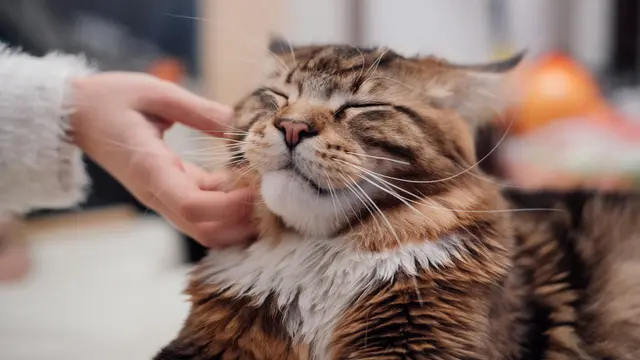 Kucing