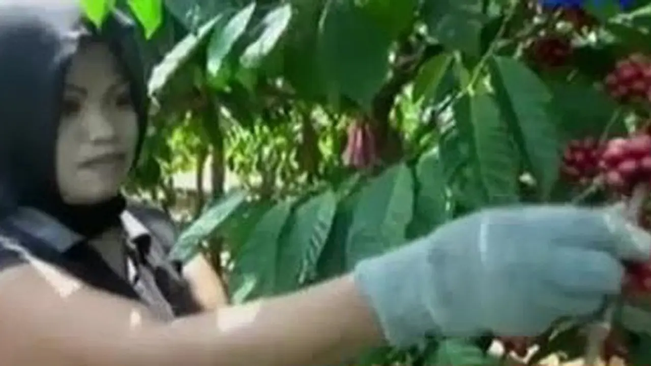 Festival Petik Kopi di Banyuwangi