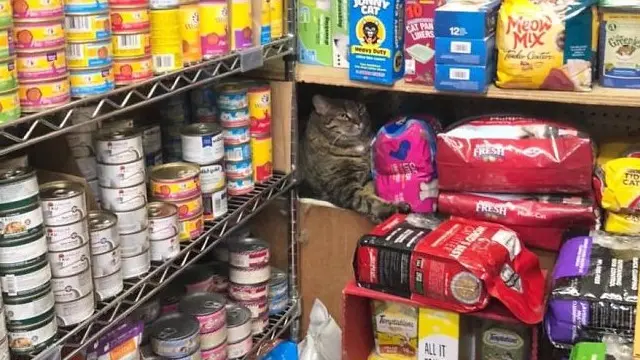 7 Potret Menggemaskan Kucing Lagi Jaga Toko, Kocak Banget