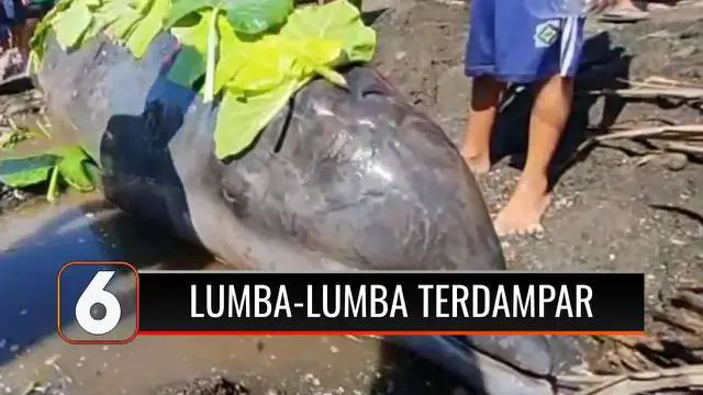 Beginilah kondisi lumba-lumba yang terdampar di Pantai Lopana, Minahasa Selatan. Kondisi laut yang tengah surut, membuat lumba-lumba berbobot 3 ton tersebut kesulitan untuk kembali ke habitatnya.