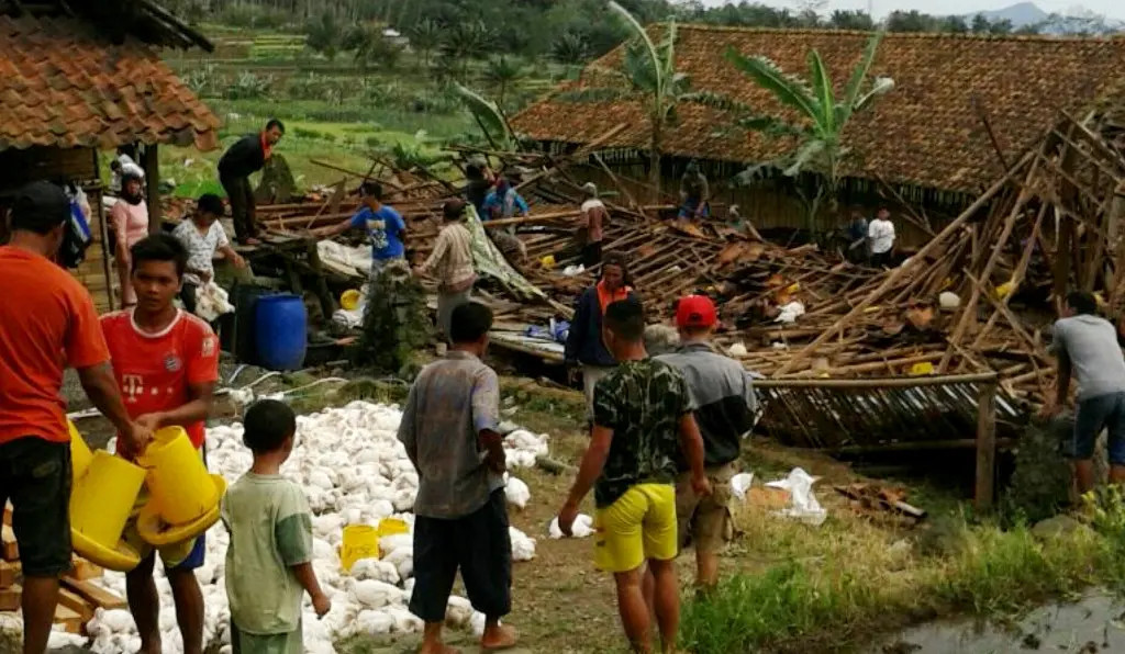 Warga mengevakuasi ribuan ayam pedaging yang mati akibat kandang ambruk. (Foto: Liputan6.com/Muhamad Ridlo)
