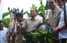 Ini Salah Satu Pemasok Bahan Pangan Program Makan Bergizi Gratis