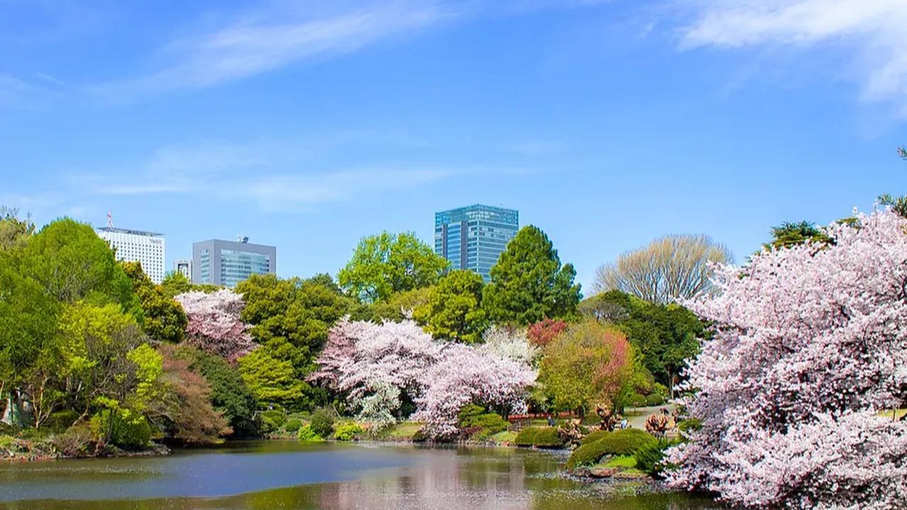 2. Shinjuku Gyoen adalah salah satu tempat paling populer untuk hanami (memandang bunga) di Tokyo.