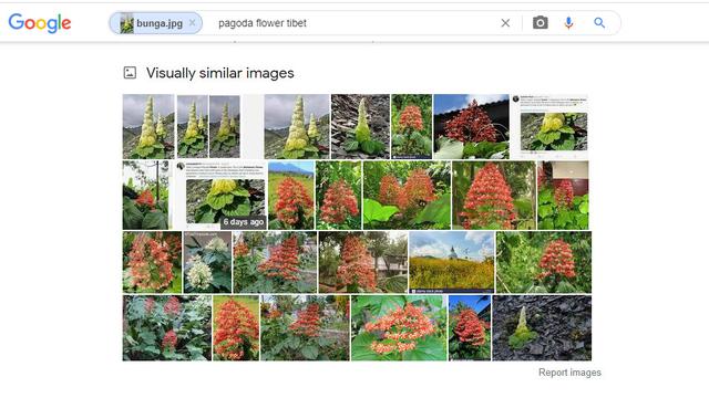 Hasil penelusuran Google Image bunga
