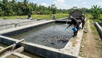 Cara Membuat Kolam Lele yang Tidak Mudah Bocor, Awet Dipakai dan Aman untuk Budidaya