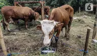 Sejumlah hewan kurban yang dijual sedang memakan makanan di Cipulir, Jakarta, Selasa (28/6/2022). Menjelang Hari Raya Idul Adha, penjualan hewan kurban seperti sapi, kerbau, dan kambing kembali bergeliat meski sedang mewabah virus penyakit mulut dan kuku (PMK). (Liputan6.com/Johan Tallo)