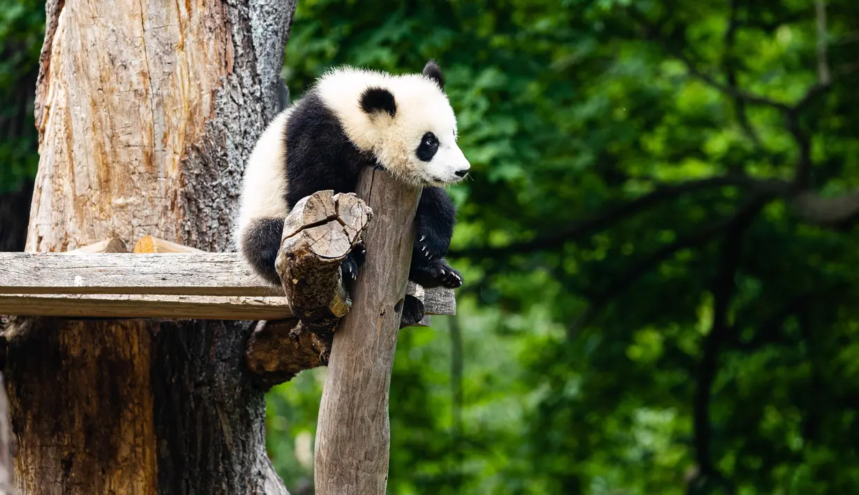 Seekor anak panda raksasa beristirahat di Kebun Binatang Berlin di Berlin, ibu kota Jerman, pada 28 Mei 2020. Kebun Binatang Berlin dibuka kembali untuk umum pada 28 April setelah ditutup selama lebih dari sebulan akibat COVID-19. (Xinhua/Binh Truong)