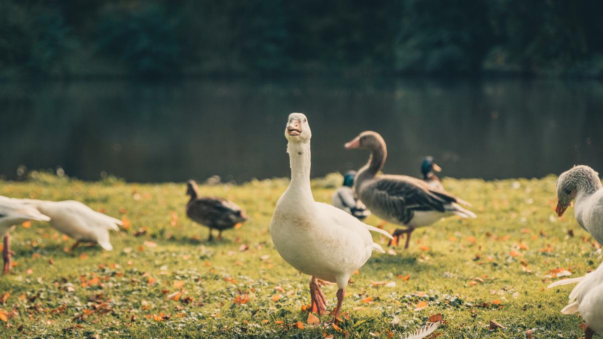 Pria Amerika Serikat Terinfeksi Flu Burung H5N5, Kasus Pertama Dunia pada Manusia