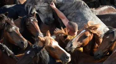 Seorang pria atau biasa disebut Aloitadors mencoba berpegangan pada kuda liar selama festival tradisional "Rapa das Bestas" di Desa Sabucedo, Spanyol, 7 Juli 2018. Festival tradisional ini sudah berlangsung sejak 400 tahun lalu. (AFP/MIGUEL RIOPAv)