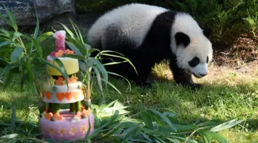 Panda Yuan Meng melihat kue ulang tahunnya di Kebun Binatang Beauval di Saint-Aignan-sur-Cher, Prancis (4/8). Yuan Meng yang lahir di Prancis saat ini telah berumur satu tahun. (AFP Photo/Guillaume Souvant)