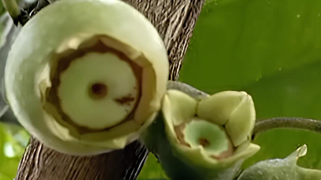 Unik! Ini Deretan Buah dan Tanaman Khas Hutan Baduy, Ada yang Bisa Manipulasi Rasa
