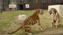 Dua harimau di dalam kandang di Lionsrock Big Cat Sanctuary di Bethlehem, Afrika Selatan, Sabtu (12/3/2022).  Kelompok pemerhati satwa liar Four Paws di Argentina menyelamatkan empat harimau yang telah dikurung di gerbong kereta yang ditinggalkan selama 15 tahun. (AP Photo/Themba Hadebe)