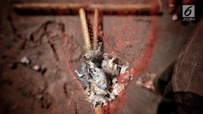 Binatang undur-undur atau yutuk hasil tangkapan Marsiono di bibir Pantai Bocor, Kabupaten Kebumen, Jawa Tengah, Sabtu (05/5). Satu kilogram undur-undur dihargai Rp 30 ribu. (Liputan6.com/Fery Pradolo)