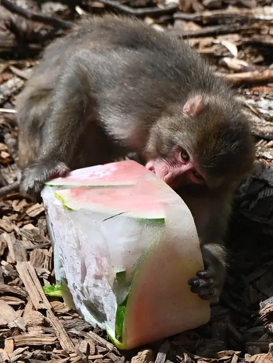 Seekor kera memakan buah-buahan beku untuk mendinginkan diri saat suhu mencapai 37 derajat Celcius di kebun binatang Bioparco di Roma, Italia pada 16 Agustus 2021. (Andreas SOLARO / AFP)