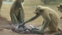 Dalam eksperimen tersebut, terekam ekspresi sedih kawanan monyet saat robot yang dikira kawanan mereka mati.